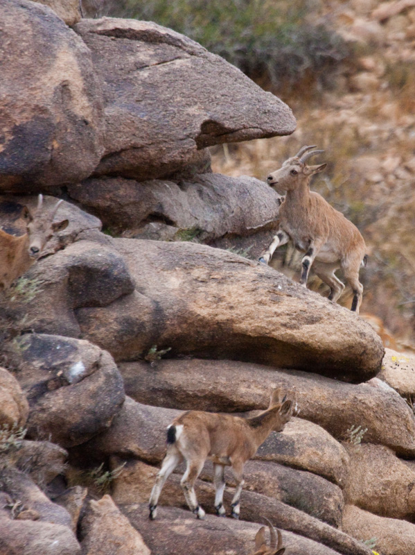 Siberian Ibex